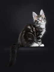 Female black silver tabby Maine Coon cat / kitten sitting side ways with tail hanging over edge isolated on black background 