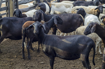 Ovelhas da raça Santa Inês no curral