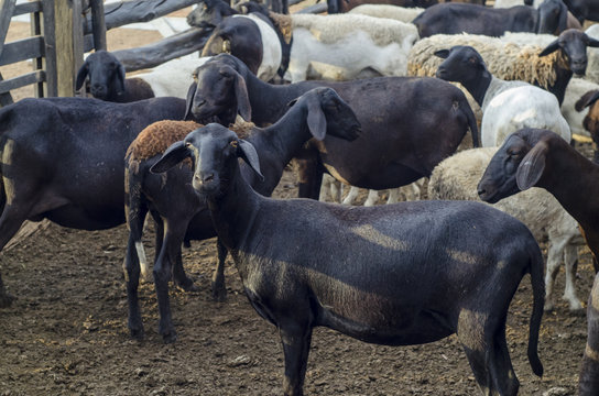 Ovelhas da ra&ccedil;a Santa In&ecirc;s no curral