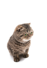 tabby cat isolated