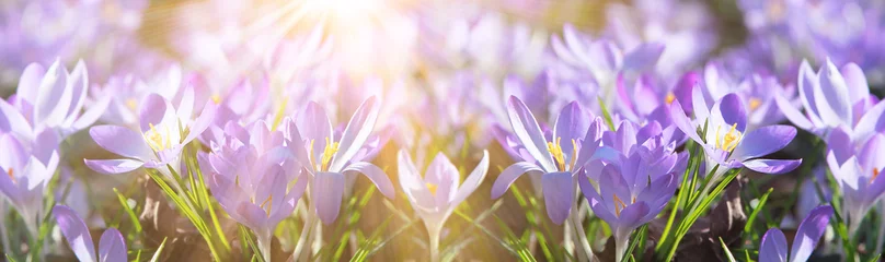 Selbstklebende Fototapeten Wiese mit zarten Blumen im Frühling © Thaut Images