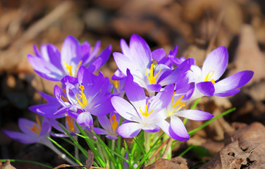 Wiese mit zarten Blumen im Frühling
