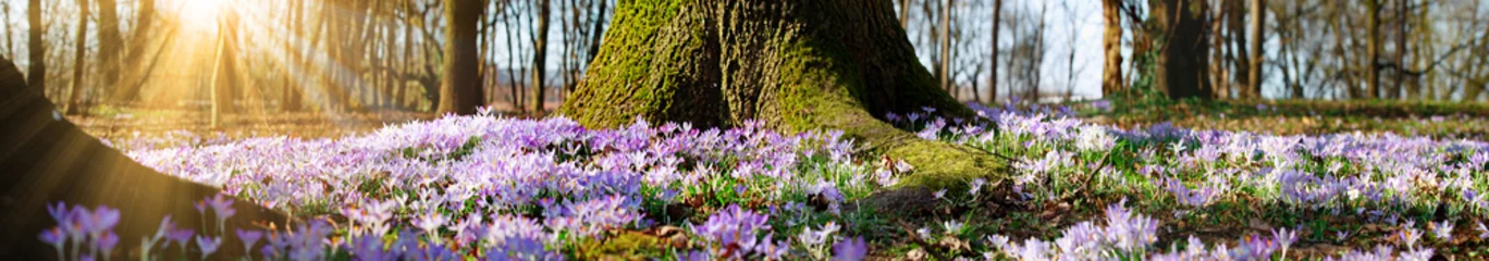 Fototapeten Wiese mit zarten Blumen im Frühling © Thaut Images