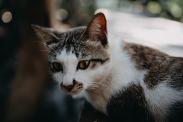 Brown cat walk on wooden floor in the forest.