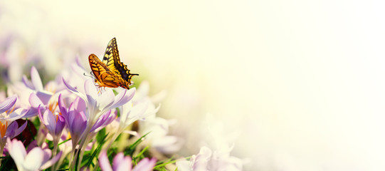 Wiese mit zarten Blumen im Frühling