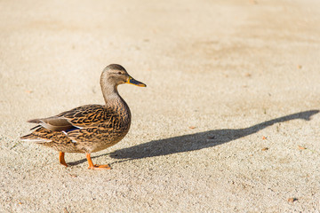 A duck with its long shadow at golden hour.