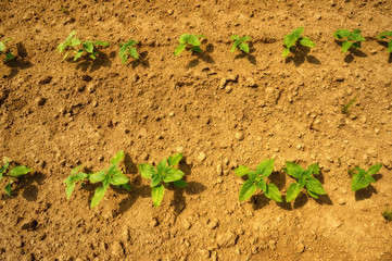 spring field. rows of sprouted agricultural crops. picturesque hilly field. agricultural field in spring