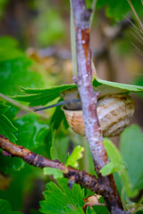 Schnecke am Johanissbeerstrauch