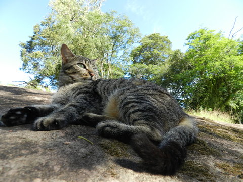 Tigrottina ao ar livre