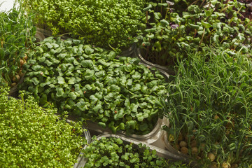 Different kinds of micro greens