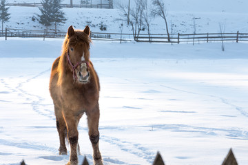 Portrait of a horse on snow in winter