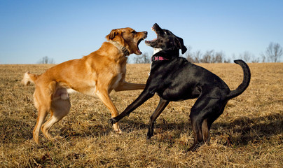 Two dogs engaged in a vicious looking play fight in an open field with teeth bared