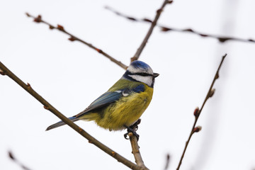 Blue Tit, Venus Pools, Shropshire
