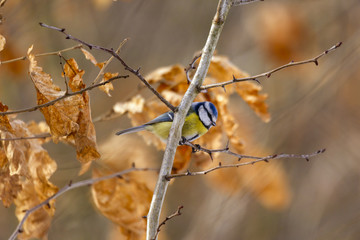 Blue Tit, Venus Pools, Shropshire