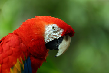 Face of The scarlet macaw (Ara macao) is a large red, yellow, and blue South American parrot, a member of a large group of Neotropical parrots called macaws. with copy space