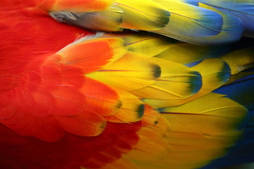 Feather vivid color of The scarlet macaw (Ara macao) is a large red, yellow, and blue South American parrot, a member of a large group of Neotropical parrots called macaws. Colorful  texture © 22August