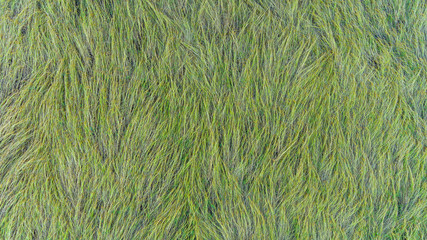 Aerial view of a rice fields in Thailand.