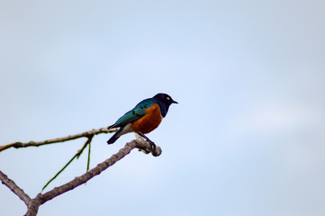 Blue and orange starling on an acacia in Maasai Mara Park North West Kenya