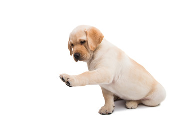 puppy labrador isolated