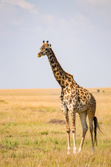 Naklejka na ściany i meble Isolated giraffe in the savannah plain of Maasai Mara Park in North West Kenya
