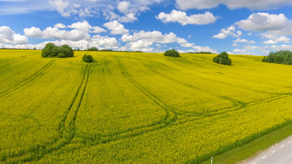 Fototapeta premium Yellow meadows with trees and blue sky in summer season, aerial view