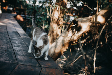 Fototapeta premium Brown cat walk on wooden floor in the forest.