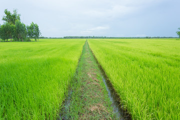 Fototapeta na wymiar walk way in rice plants or paddy field