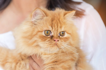 close up brown persian cat looking stare in embrace woman