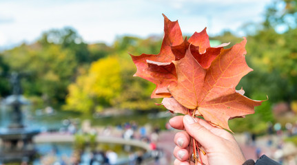 Woman's hand holding autumn leaf in a city park