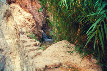 Oasis in desert.  Ein Gedi Nature Reserve. Israel