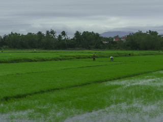 Rice field in the city of Hoian