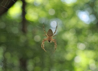 Spinne