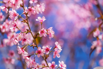 Wild Himalayan Cherry blossoms (Prunus cerasoides)
 blooming on tree in season winter at Thailand with blue sky
