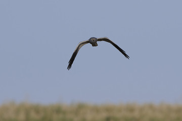 Montagus harrier (Circus pygargus)