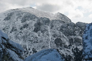 Snow-covered mountains and forest