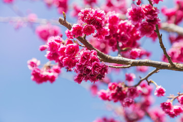 Close up pink Sakura flowers or Cherry blossom blooming on tree in springtime with blue sky