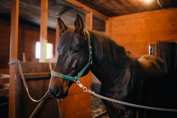 Horse in stable camp, pen. Bridle, struts are dressed, preparing for dressing saddle.