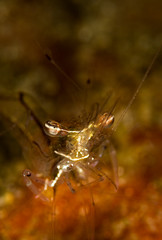 A Periclemenes tenuipes Commensal Shrimp on the house reef at Anilao, Philippines