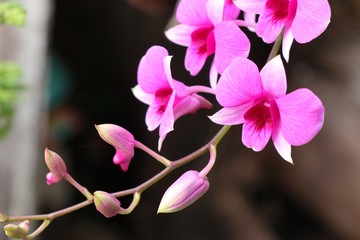 Naklejka na ściany i meble Tropical pink orchid flower