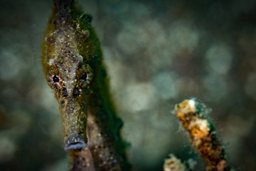 An   estuary seahorse (Hippocampus kuda} on the Siam Sim dive site, Anilao, Philippines
