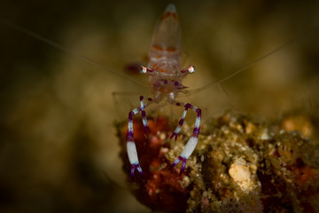 A Periclemenes tosaensis Commensal Shrimp on the Coral Cove dive site,  Puerto Galera, Philippines