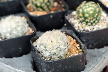 Beautiful cactus in tropical