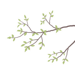 Branch of a tree with green leaves, isolated on a white background. Vector illustration.