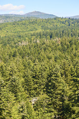 Summer landscape in National park Bavarian forest, Germany.