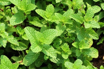 Peppermint plant in garden