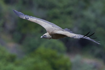 Griffon vulture (Gyps fulvus)
