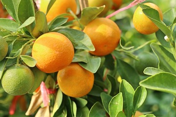 Orange tree in garden