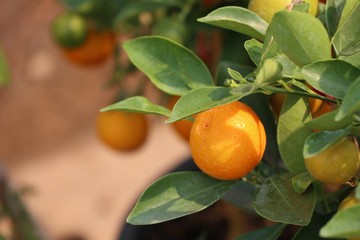 Orange tree in garden