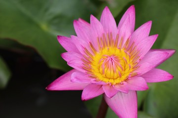 Fototapeta premium Beautiful lotus flowers in tropical