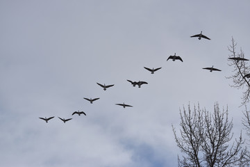 Multiple Canadian Geese Flying in Formation